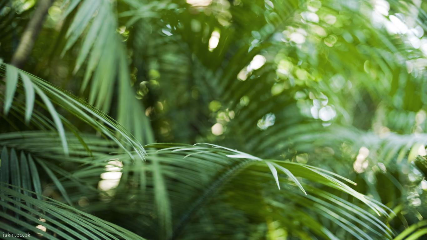 http://www.iskin.co.uk/wallpapers/styles/1366x768/public/rainforest_ferns.jpg